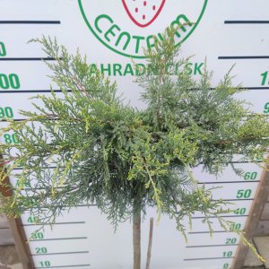 Borievka prostredná (Juniperus media) ´GOLD STAR´ výška: 70-100cm, kont. C7L - NA KMIENKU 